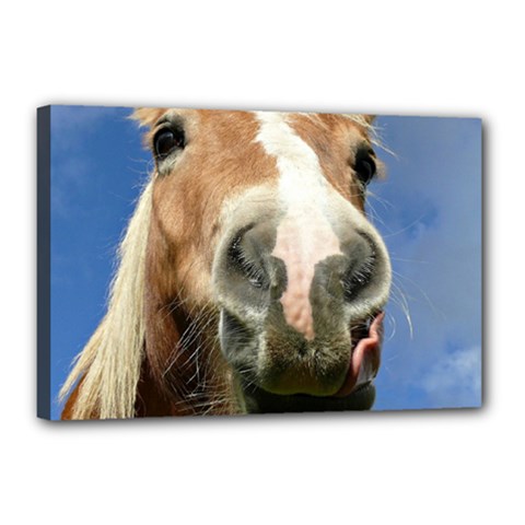 Haflinger  Canvas 18  X 12  (framed) by Siebenhuehner