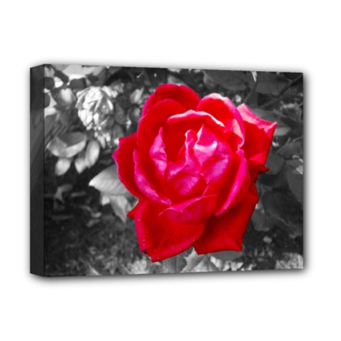 Red Rose Deluxe Canvas 16  X 12  (framed)  by jotodesign