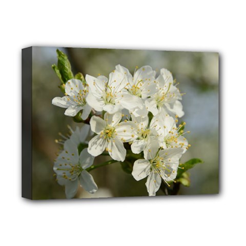 Spring Flowers Deluxe Canvas 16  X 12  (framed)  by anstey