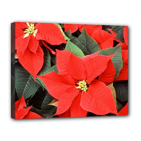 Poinsettia Canvas 14  X 11  by trendistuff