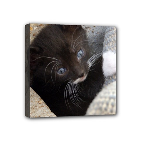 Pretty Blue-eyed Kitty Mini Canvas 4  X 4  by trendistuff