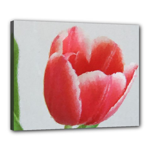 Red Tulip Watercolor Painting Canvas 20  X 16  by picsaspassion