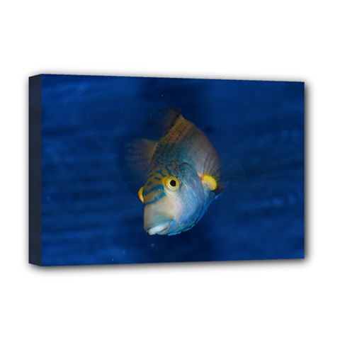 Fish Blue Animal Water Nature Deluxe Canvas 18  X 12   by Amaryn4rt