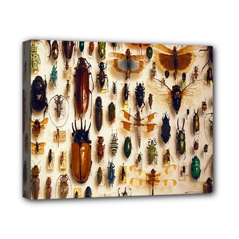 Insect Collection Canvas 10  X 8  by Nexatart