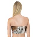 Tiger  Bandeau Top View2