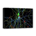 Synaptic Connections Between Pyramida Neurons And Gabaergic Interneurons Were Labeled Biotin During Deluxe Canvas 18  x 12   View1