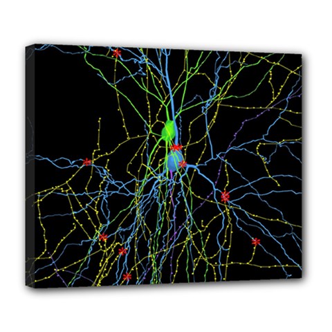 Synaptic Connections Between Pyramida Neurons And Gabaergic Interneurons Were Labeled Biotin During Deluxe Canvas 24  X 20   by Mariart