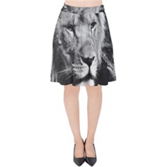 Africa Lion Male Closeup Macro Velvet High Waist Skirt by BangZart