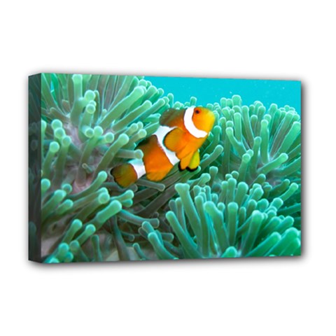 Clownfish 3 Deluxe Canvas 18  X 12   by trendistuff