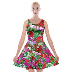 Colorful Petunia Flowers Velvet Skater Dress by FunnyCow