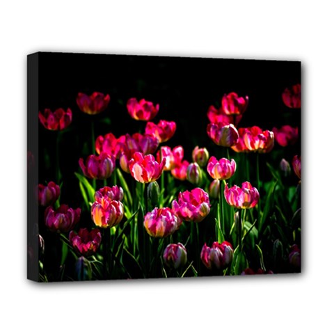 Pink Tulips Dark Background Deluxe Canvas 20  X 16   by FunnyCow