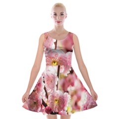 Blooming Almond At Sunset Velvet Skater Dress by FunnyCow