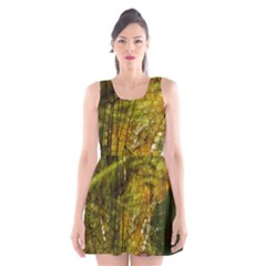 Dragonfly Dragonfly Wing Close Up Scoop Neck Skater Dress by Sapixe