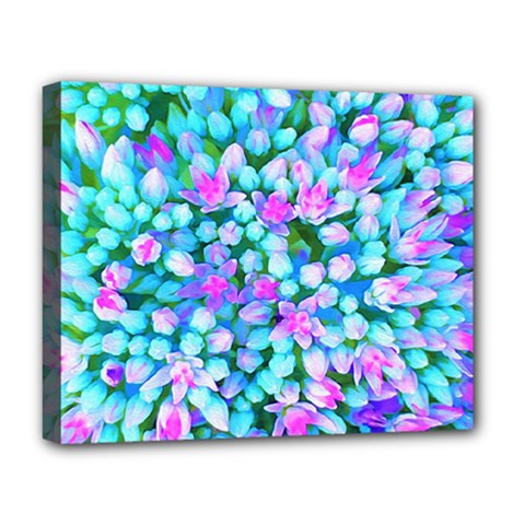 Blue And Hot Pink Succulent Sedum Flowers Detail Deluxe Canvas 20  X 16  (stretched) by myrubiogarden