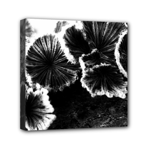 Tree Fungus High Contrast Mini Canvas 6  X 6  (stretched) by okhismakingart