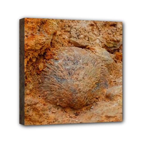 Shell Fossil Ii Mini Canvas 6  X 6  (stretched) by okhismakingart