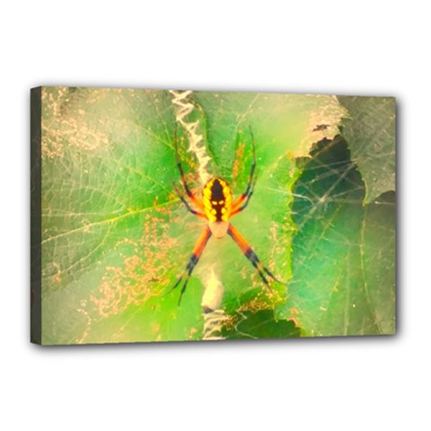 Orb Spider Canvas 18  X 12  (stretched) by okhismakingart