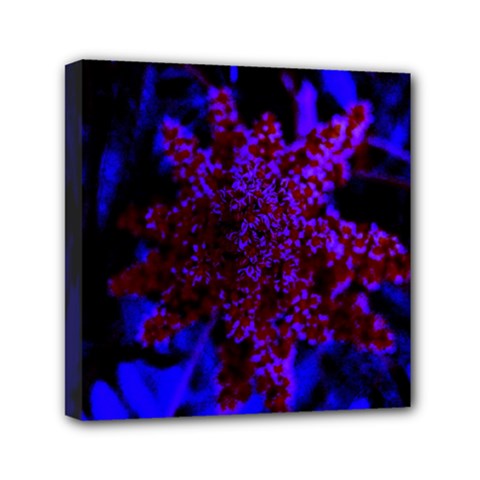 Maroon And Blue Sumac Bloom Mini Canvas 6  X 6  (stretched) by okhismakingart