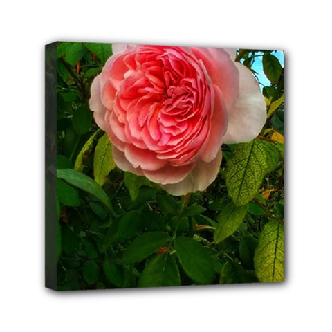 Complex Pink Rose Mini Canvas 6  X 6  (stretched) by okhismakingart