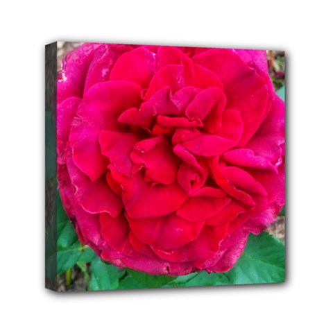 Folded Red Rose Mini Canvas 6  X 6  (stretched) by okhismakingart