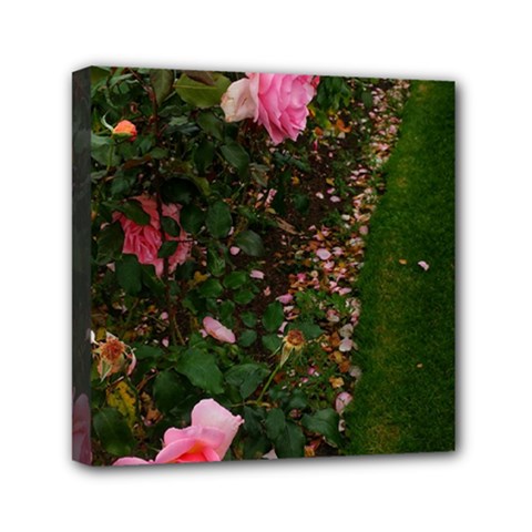 Pink Rose Field (sideways) Mini Canvas 6  X 6  (stretched) by okhismakingart