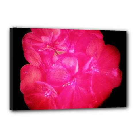 Single Geranium Blossom Canvas 18  X 12  (stretched) by okhismakingart