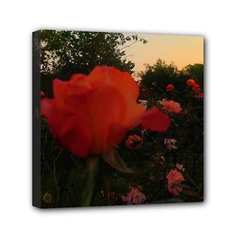 Rose Landscape Mini Canvas 6  X 6  (stretched) by okhismakingart