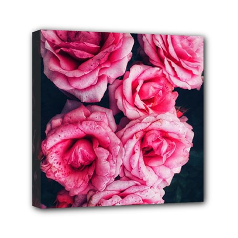 Pink Roses Ii Mini Canvas 6  X 6  (stretched) by okhismakingart