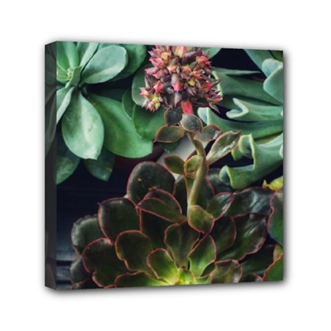 Succulents Mini Canvas 6  X 6  (stretched) by okhismakingart