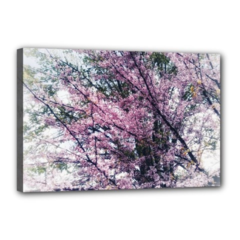 Ohio Redbud Canvas 18  X 12  (stretched) by Riverwoman