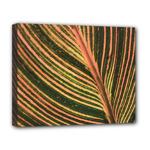 Leaf Patten Lines Colorful Plant Deluxe Canvas 20  X 16  (stretched) by Simbadda