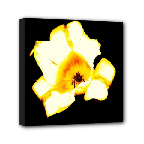 Yellow And Orange Tulip Mini Canvas 6  X 6  (stretched) by okhismakingart