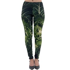 Plant Leaf Flower Green Produce Vegetable Botany Flora Cabbage Macro Photography Flowering Plant Lightweight Velour Leggings by Vaneshart