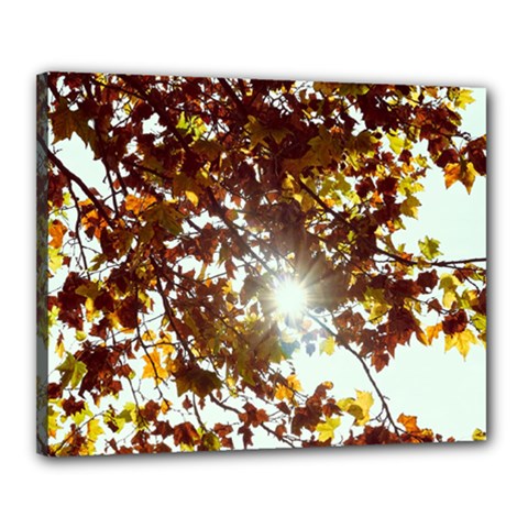 Golden Leaf s Canvas 20  X 16  (stretched) by DimitriosArt