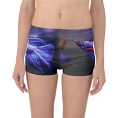 Betta Fish Photo And Wallpaper Cute Betta Fish Pictures Reversible Boyleg Bikini Bottoms by StoreofSuccess