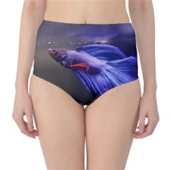 Betta Fish Photo And Wallpaper Cute Betta Fish Pictures Classic High-waist Bikini Bottoms by StoreofSuccess