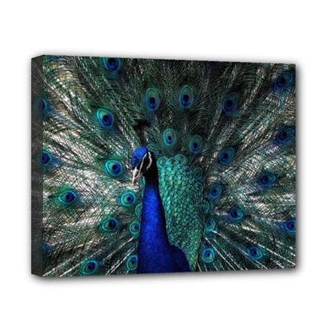 Blue And Green Peacock Canvas 10  X 8  (stretched) by Sarkoni