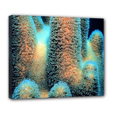 Photo Coral Great Scleractinia Deluxe Canvas 24  X 20  (stretched) by Pakjumat