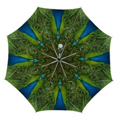 Peacock Feathers Bird Plumage Automatic Folding Umbrella With Case (medium) by Perong