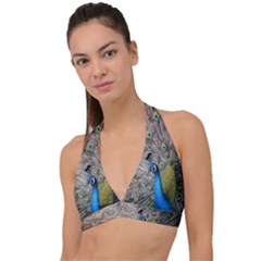 Peacock Bird Animal Peafowl Halter Plunge Bikini Top by Perong