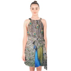 Peacock Bird Animal Peafowl Halter Collar Waist Tie Chiffon Dress by Perong