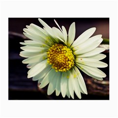 Daisy Glasses Cloth (small) by Siebenhuehner