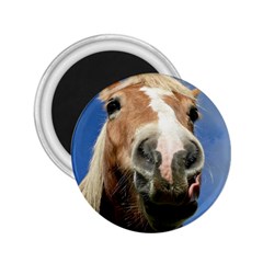 Haflinger  2 25  Button Magnet by Siebenhuehner