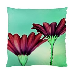 Osterspermum Cushion Case (single Sided)  by Siebenhuehner