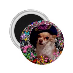 Chi Chi In Butterflies, Chihuahua Dog In Cute Hat 2 25  Magnets by DianeClancy