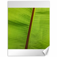 Ensete Leaf Canvas 36  X 48   by picsaspassion