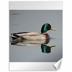 Wild Duck Swimming In Lake Canvas 18  X 24   by picsaspassion