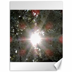 Sun Rays Through White Cherry Blossoms Canvas 36  X 48   by picsaspassion