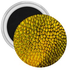 Jack Shell Jack Fruit Close 3  Magnets by Amaryn4rt