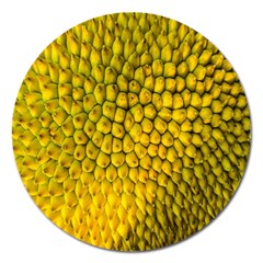 Jack Shell Jack Fruit Close Magnet 5  (round) by Amaryn4rt